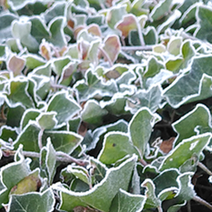 Frost auf Efeu